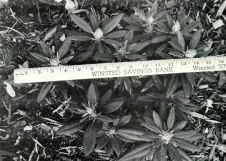 R. 'Yaku Princess', 1½ year old