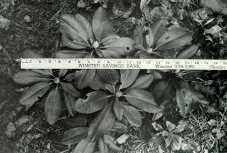 R. 'Scintillation', 1½ year old