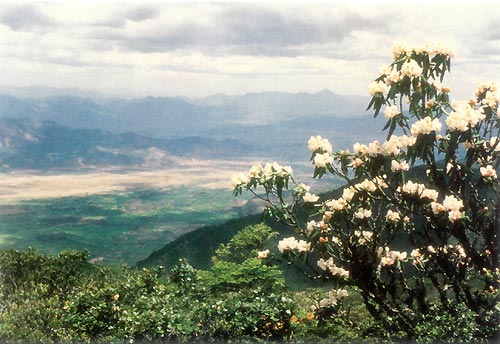 R. traillianum in China