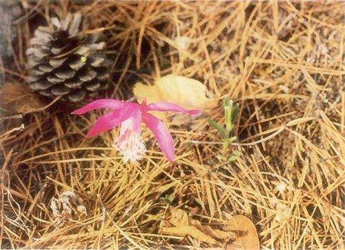 Pleione bulbocodioides