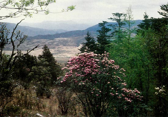 R. rubiginosum in China