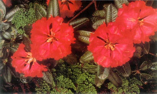 Adianthum venustum with 'Noyo Chief'