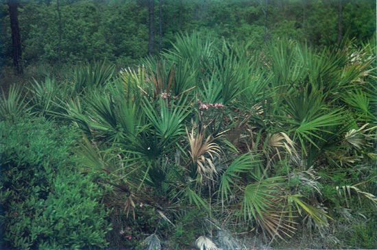 R. chapmanii, Gulf County, Florida