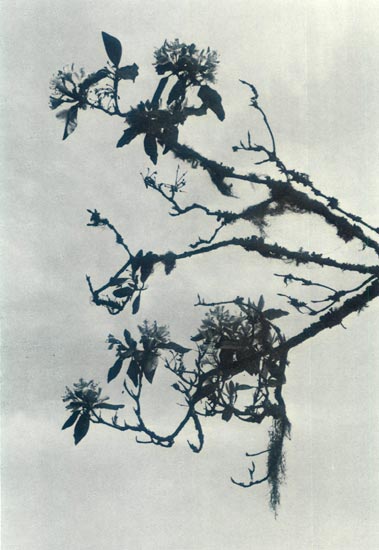 R. macrophyllum, Vancouver Island, B.C. 