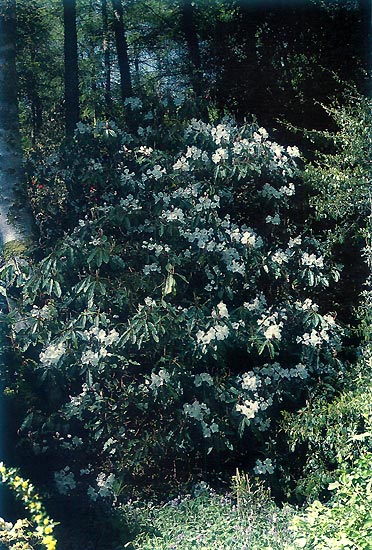 R. griffithianum, a native of Sikkim,
is parent to many great hybrids.