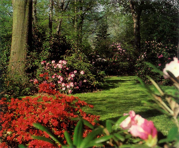 Winding paths in Mark Konrad's garden