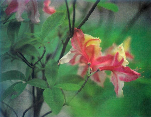 Deciduous azalea