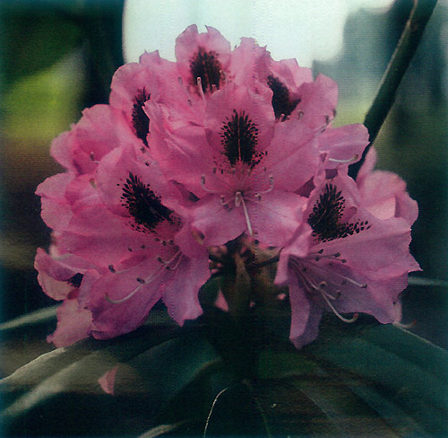 R. maximum x 'Dorothy Amateis'