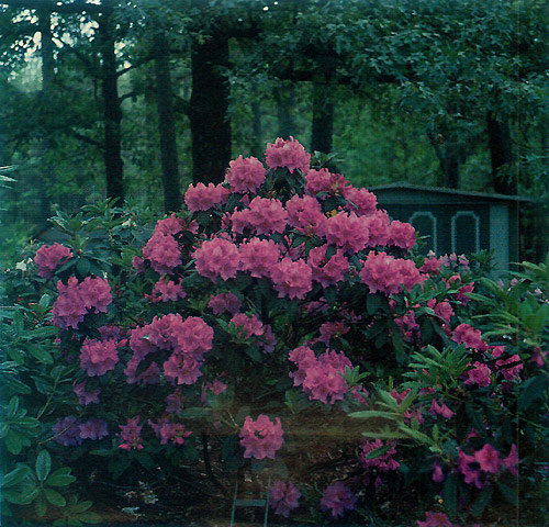 R. 'Monsieur Guillemot'