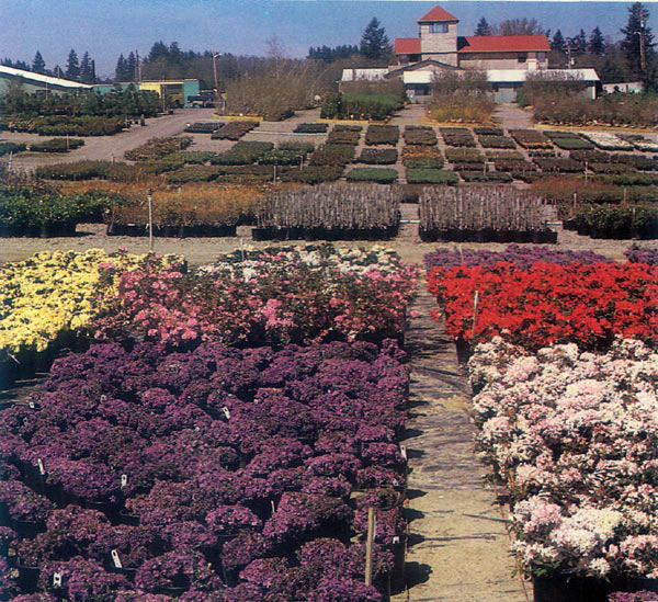 Briggs Nursery growing field
