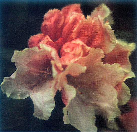 R. 'Haag's Peppermint'