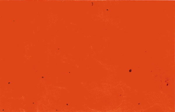 close-up of tetraploid
cells budding at meristematic tip