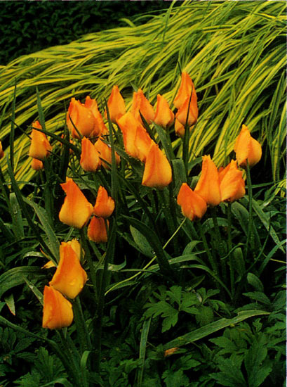 Tulip species in the rock garden.