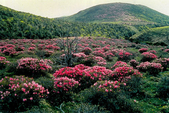 R. mucronulatum on Cheju Island, Korea