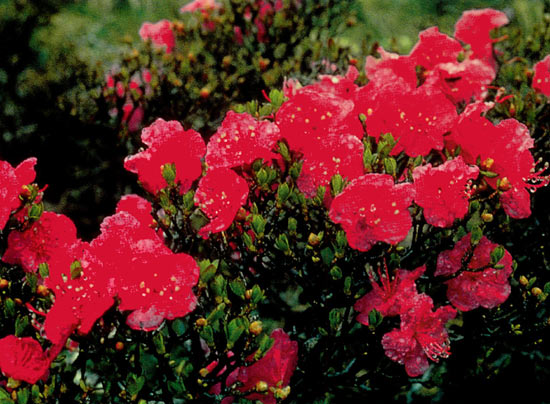 R. mucronulatum 'Crater's Edge'