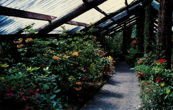 Pukeiti vireya house