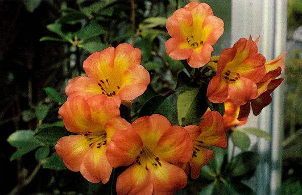 R. laetum x zoelleri