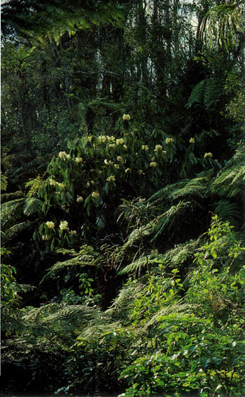 Pukeiti Valley of the Giants