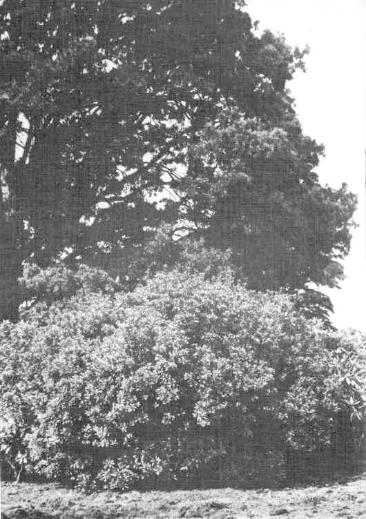 R. occidentale planted about 1860