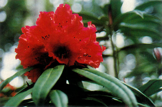 R. 'Clayoquot Warrior'