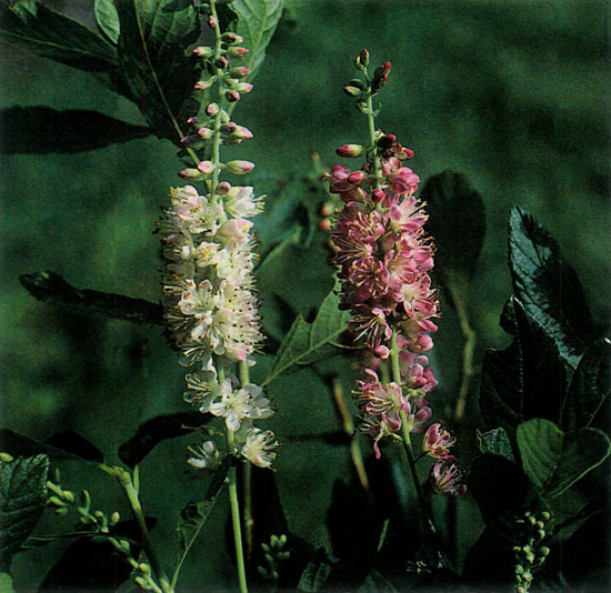 Clethra 'Pink Spires', left; Clethra
'Ruby Spice', right.'
