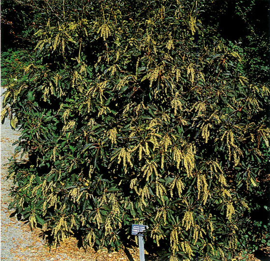 Clethra 'Summer Sweet' with
seed pods after flowering.