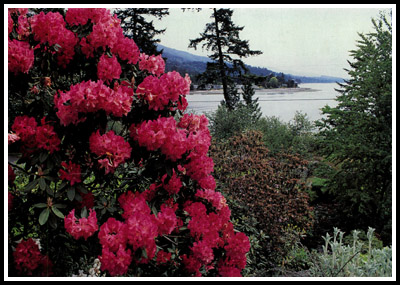 R. 'The Hon. Jean Marie de Montague' in Patterson garden