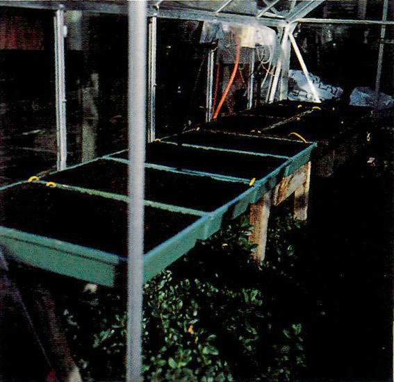 Rhododendron propagation setup