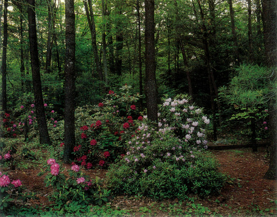 Informal dirt garden path