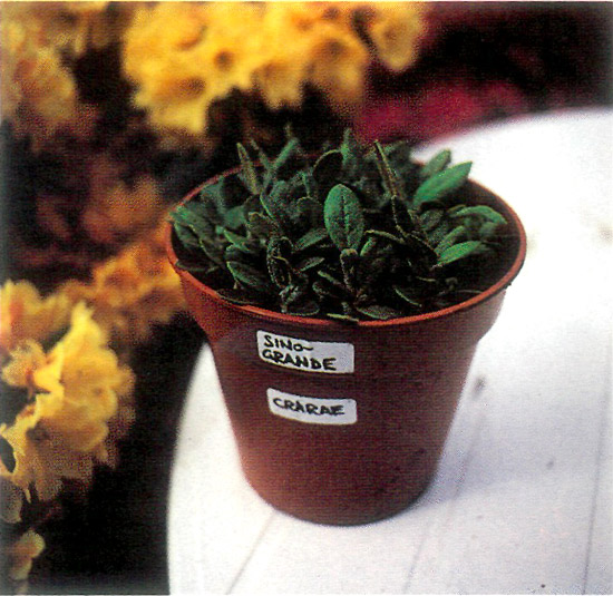 Rhododendron seedlings