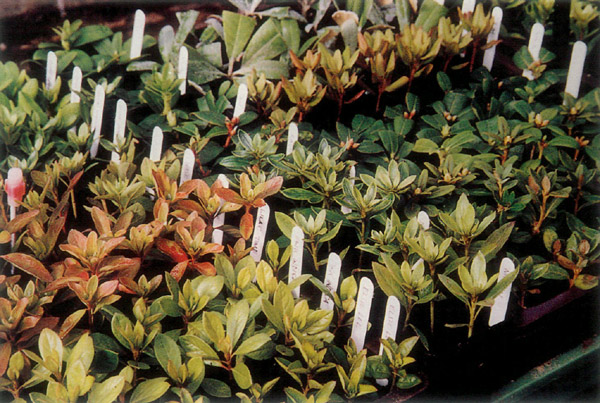 Evergreen azaleas
and rhododendrons propagate well together.