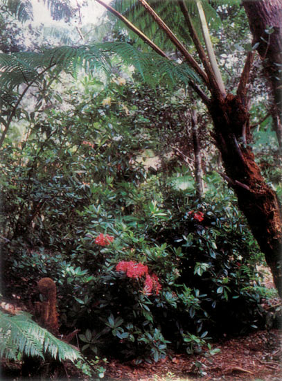 Vireya 'Red Prince' in the
Mitchell garden.