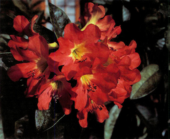 ['Dr. Hermann Sleumer' x
(R. macgregoriae x R. aurigeranum)]