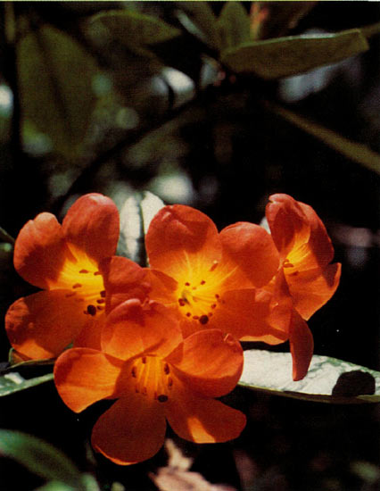 R. 'Vladamir Bukowsky'