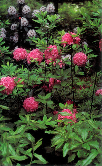 R. 'Homebush' and 'Calsap'