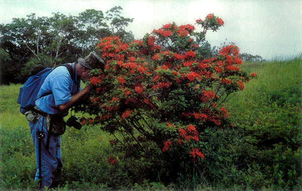George McLellan inspecting R.
cumberlandense hybrid on Gregory Bald.
