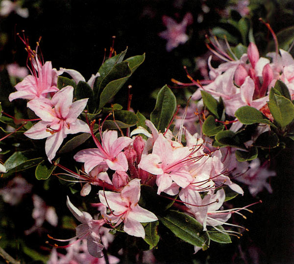 Upright pink selection.