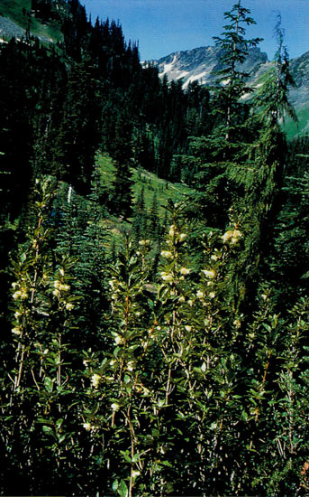 R. albiflorum, Lillian Basin, WA
