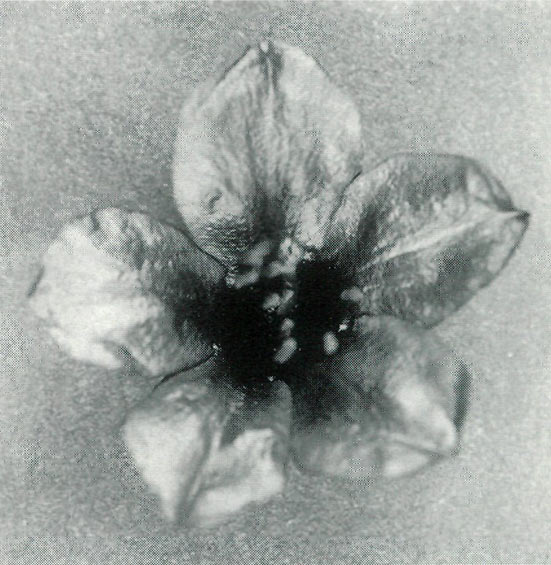 Corolla of R. loranthiflorum 
'Sri Chinmoy' photographed with visible lighting