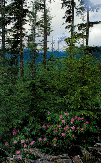 R. macrophyllum, Little Quilcene River,
WA