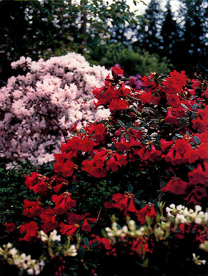 Rex and Jeanine Smith garden,
Woodinville, WA
