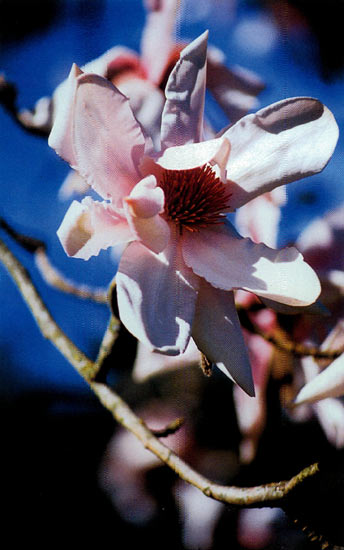 Magnolia sargentiana robusta