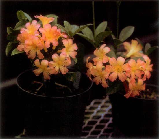 viyera remains compact
with high bud count following treatment with the growth retardant paclobutrazol