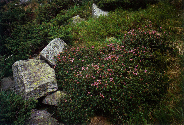 Figure 8. R. myrtifolium at Polonina
Pozyzevska.