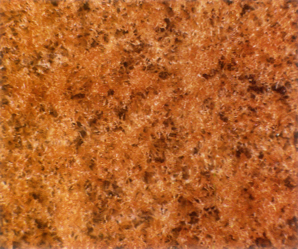 Underside of mature new leaf of
R. falconeri