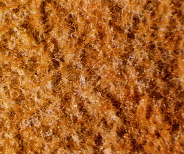 Underside of mature new leaf of
R. wasonii var. wasonii