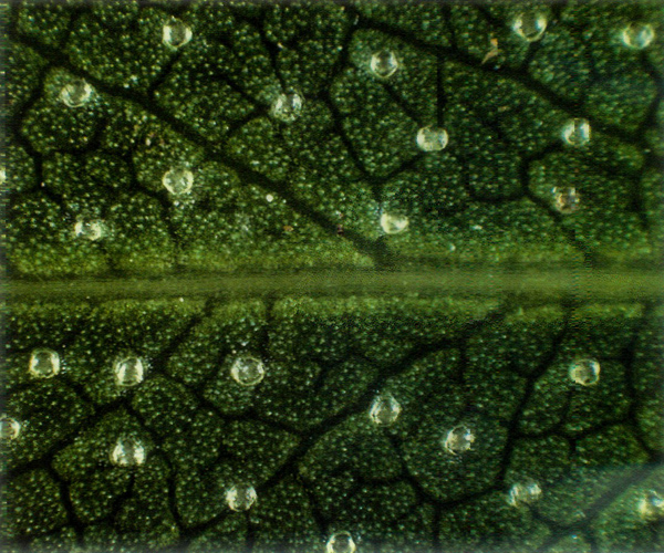 Underside of mature new leaf of
R. hirsutum
