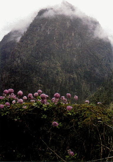 Primula denticulata in Sikkim