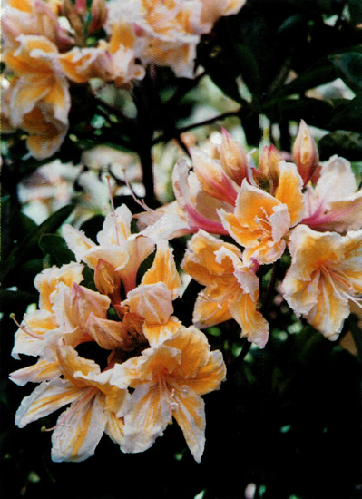 R. occidentale 91-105