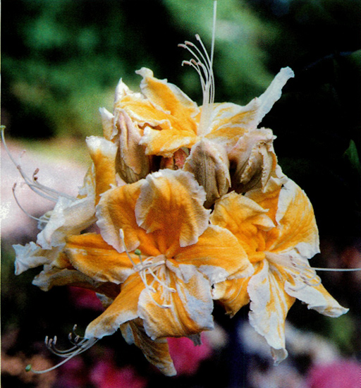 R. occidentale 93-101